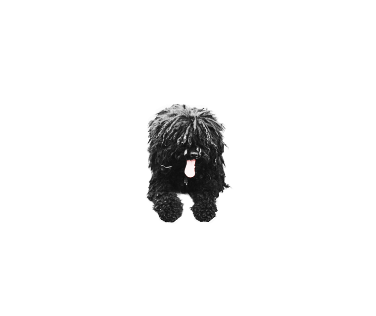 Puli kutya – A white space hangsúlyt és fókuszt ad